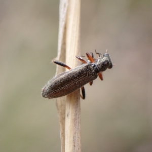 Lemidia subaenea at Belconnen, ACT - 21 Sep 2023