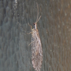 Stenosmylus stenopterus at Pollinator-friendly garden Conder - 2 Apr 2023 09:00 PM