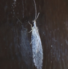 Stenosmylus stenopterus at Pollinator-friendly garden Conder - 2 Apr 2023