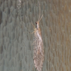 Stenosmylus stenopterus at Pollinator-friendly garden Conder - 2 Apr 2023 09:00 PM