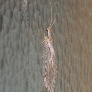 Stenosmylus stenopterus at Pollinator-friendly garden Conder - 2 Apr 2023