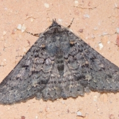 Praxis marmarinopa (owlet moth) at Pollinator-friendly garden Conder - 2 Apr 2023 by michaelb