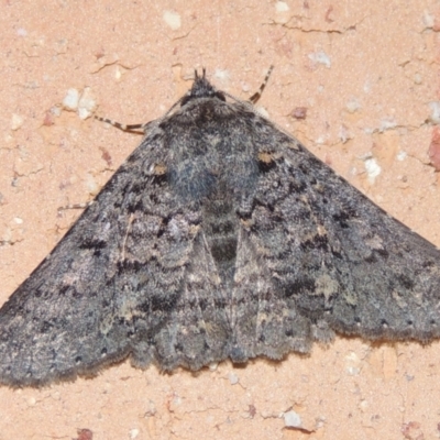 Praxis marmarinopa (owlet moth) at Conder, ACT - 2 Apr 2023 by MichaelBedingfield