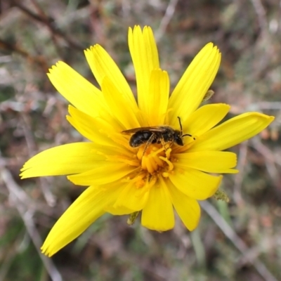 Microseris walteri (Yam Daisy, Murnong) at Aranda Bushland - 21 Sep 2023 by CathB