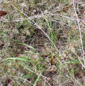 Microseris walteri at Belconnen, ACT - 21 Sep 2023