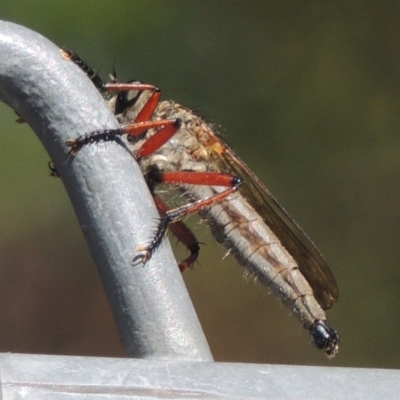 Zosteria sp. (genus) (Common brown robber fly) at Conder, ACT - 4 Apr 2023 by michaelb