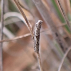 Meyrickiella homosema (Grey Snout Moth) at Belconnen, ACT - 21 Sep 2023 by CathB