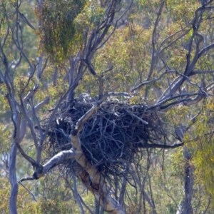 Haliaeetus leucogaster at Yarrow, NSW - 25 Sep 2023