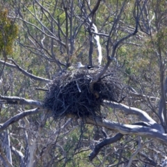 Haliaeetus leucogaster at Yarrow, NSW - 25 Sep 2023