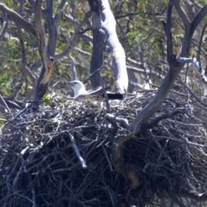 Haliaeetus leucogaster at Yarrow, NSW - suppressed