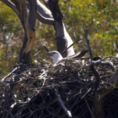 Haliaeetus leucogaster at Yarrow, NSW - suppressed