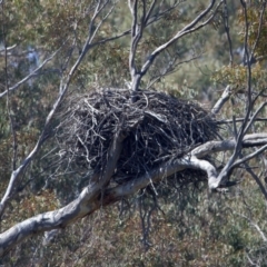 Haliaeetus leucogaster at Yarrow, NSW - suppressed