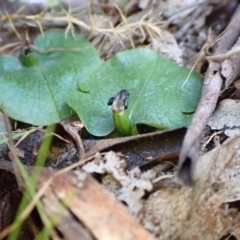 Corysanthes incurva (Slaty Helmet Orchid) at Point 4081 - 23 Sep 2023 by CathB