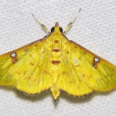 Unidentified Pyralid or Snout Moth (Pyralidae & Crambidae) at Good Night, QLD - 2 May 2009 by PJH123