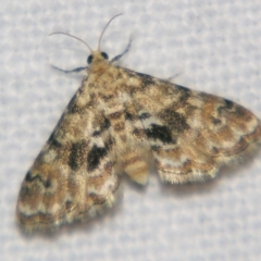 Elophila aristodora (A Crambid moth (Acentropinae) at Good Night, QLD by PJH123