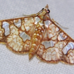 Unidentified Pyralid or Snout Moth (Pyralidae & Crambidae) at Good Night, QLD - 3 May 2009 by PJH123