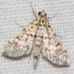 Metoeca foedalis (A Crambid moth (Spilomelinae) at Good Night, QLD by PJH123