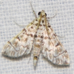 Unidentified Pyralid or Snout Moth (Pyralidae & Crambidae) at Good Night, QLD - 1 May 2009 by PJH123