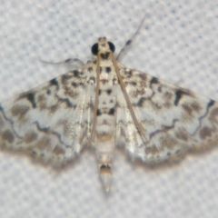 Metoeca foedalis at Good Night, QLD - suppressed
