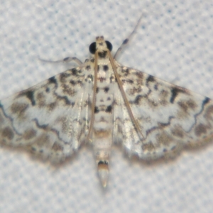 Metoeca foedalis at Good Night, QLD - suppressed