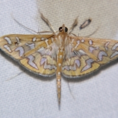 Nausinoe pueritia (A Cramdid moth (Spilomelinae) at Good Night, QLD by PJH123