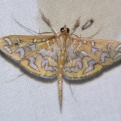 Unidentified Pyralid or Snout Moth (Pyralidae & Crambidae) at Good Night, QLD - 2 May 2009 by PJH123