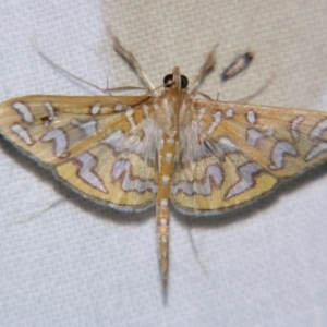 Nausinoe pueritia at Good Night, QLD - suppressed