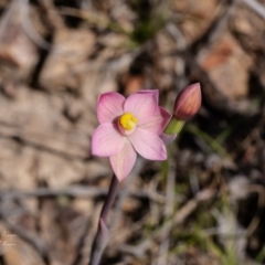 Thelymitra carnea (Tiny Sun Orchid) at Black Mountain - 27 Sep 2023 by Roger