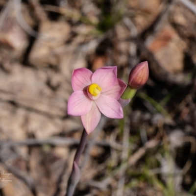 Thelymitra carnea (Tiny Sun Orchid) at Black Mountain - 27 Sep 2023 by Roger