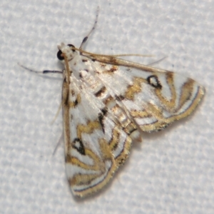 Parapoynx polydectalis at Good Night, QLD - suppressed