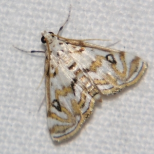 Unidentified Pyralid or Snout Moth (Pyralidae & Crambidae) at suppressed by PJH123