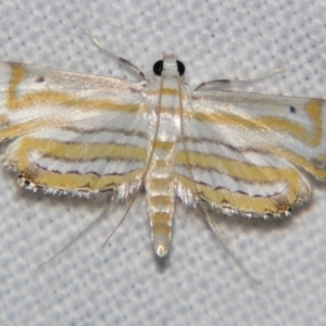 Parapoynx villidalis at Good Night, QLD - suppressed