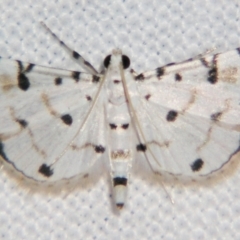Pycnarmon meritalis (A Crambid moth (Spilomelinae) at Good Night, QLD by PJH123