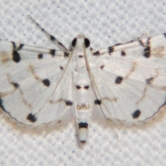 Unidentified Pyralid or Snout Moth (Pyralidae & Crambidae) at Good Night, QLD - 2 May 2009 by PJH123