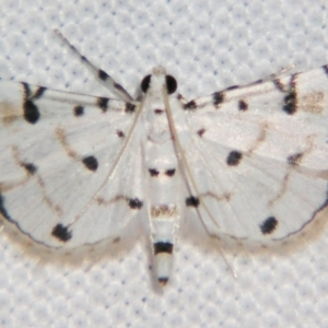 Unidentified Pyralid or Snout Moth (Pyralidae & Crambidae) at suppressed by PJH123