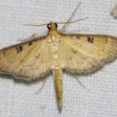 Unidentified Pyralid or Snout Moth (Pyralidae & Crambidae) at Good Night, QLD - 1 May 2009 by PJH123