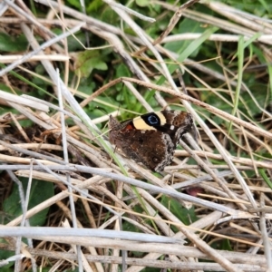 Vanessa itea (Yellow Admiral) at Jerrabomberra, ACT by theaoloughlin