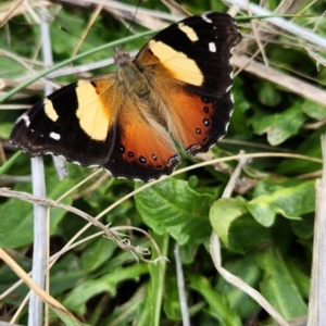 Vanessa itea at Jerrabomberra, ACT - 27 Sep 2023