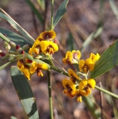 Daviesia mimosoides subsp. mimosoides at Gungaderra Grasslands - 26 Sep 2023 by Butterflygirl