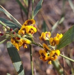 Daviesia mimosoides subsp. mimosoides at Crace, ACT - 26 Sep 2023 by Butterflygirl