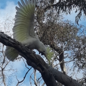 Cacatua galerita at Gungahlin, ACT - 27 Sep 2023