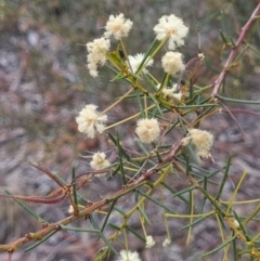 Acacia genistifolia (Early Wattle) at Gungahlin, ACT - 26 Sep 2023 by Butterflygirl
