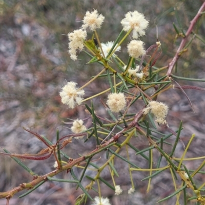 Acacia genistifolia (Early Wattle) at Gungaderra Grasslands - 26 Sep 2023 by Butterflygirl