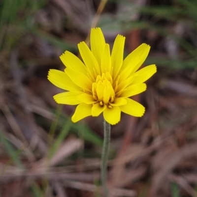 Microseris walteri at Gungahlin, ACT - 26 Sep 2023 by Butterflygirl