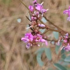 Indigofera australis subsp. australis (Australian Indigo) at Gungahlin, ACT - 27 Sep 2023 by Butterflygirl