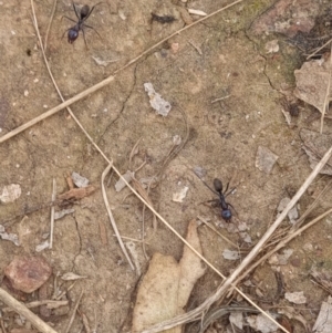 Unidentified Ant (Hymenoptera, Formicidae) at suppressed by Butterflygirl