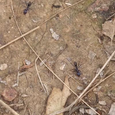 Iridomyrmex purpureus (Meat Ant) at Gungaderra Grasslands - 26 Sep 2023 by Butterflygirl