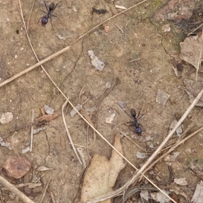 Iridomyrmex purpureus (Meat Ant) at Crace, ACT - 27 Sep 2023 by Butterflygirl