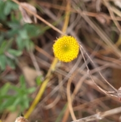 Leptorhynchos squamatus (Scaly Buttons) at Crace, ACT - 27 Sep 2023 by Butterflygirl