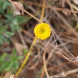 Leptorhynchos squamatus (Scaly Buttons) at Crace, ACT by Butterflygirl
